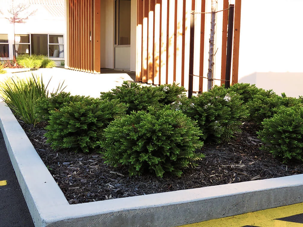 Manuka Street Hospital - New Vision Landscapes