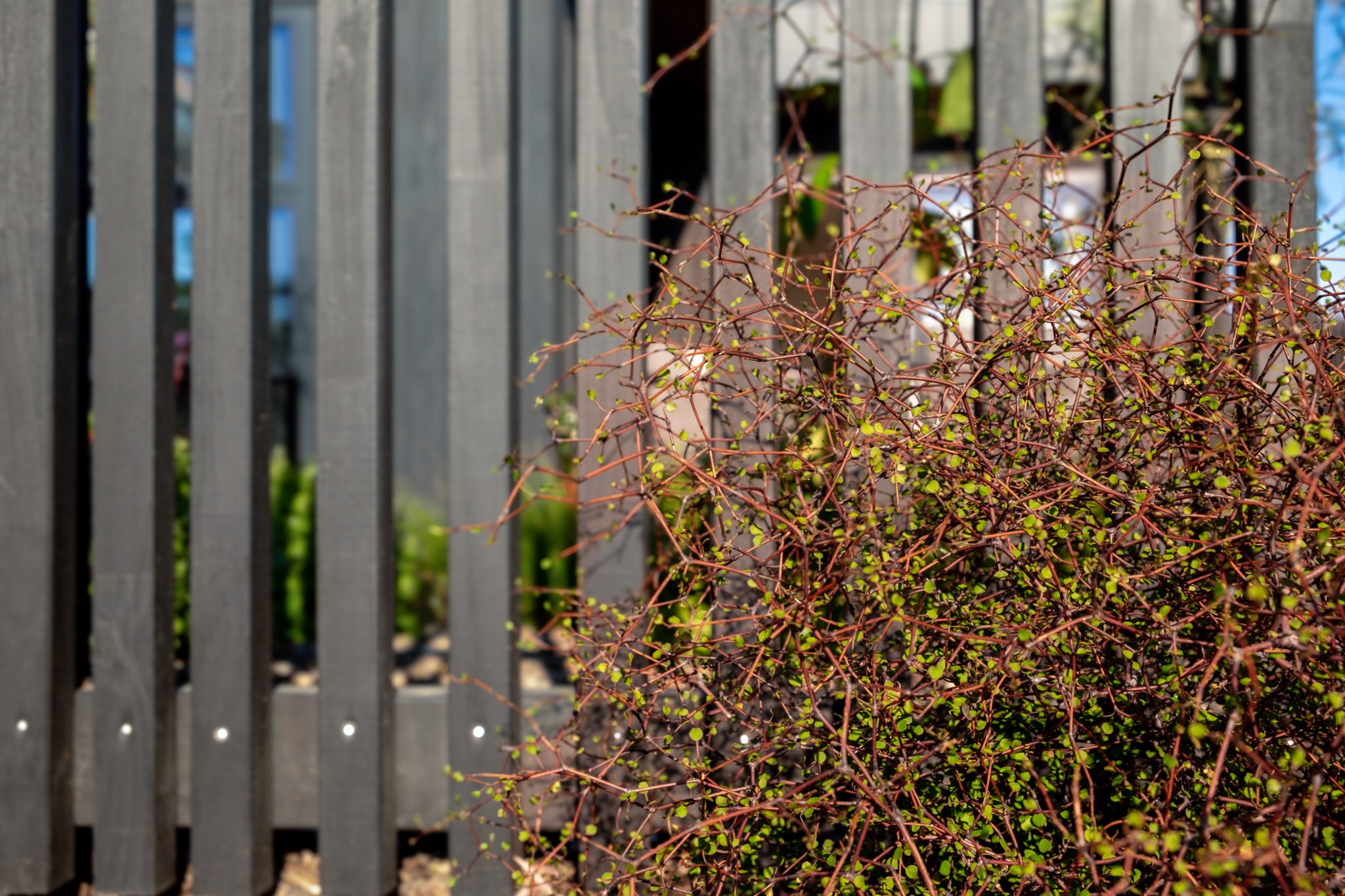 Muehlenbeckia, a favourite shrub of ours that creates interesting structure and texture in a garden. With a black timber screen, Muehelenbeckia will create privacy and contrast. 🌿

#newvisionlandscapes #nvl #nvp #nvpools #landscapearchitecture #land