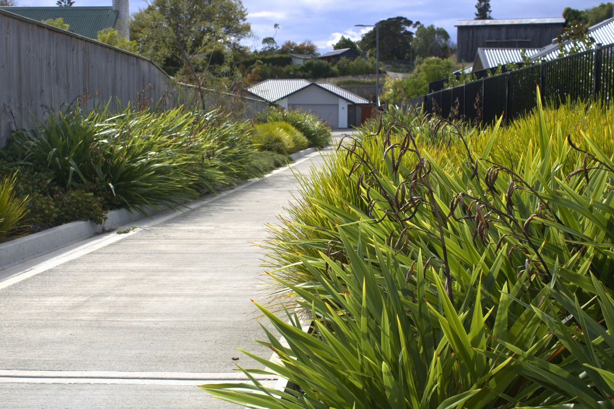 Native planting softening this walkway&rsquo;s hard lines in Richmond.

#newvisionlandscapes #nvl #nvp #nvpools #landscapearchitecture #landscapedesign #nvdesign #teamawesome #teamnvl #nelsontasman #nelsontasmannz