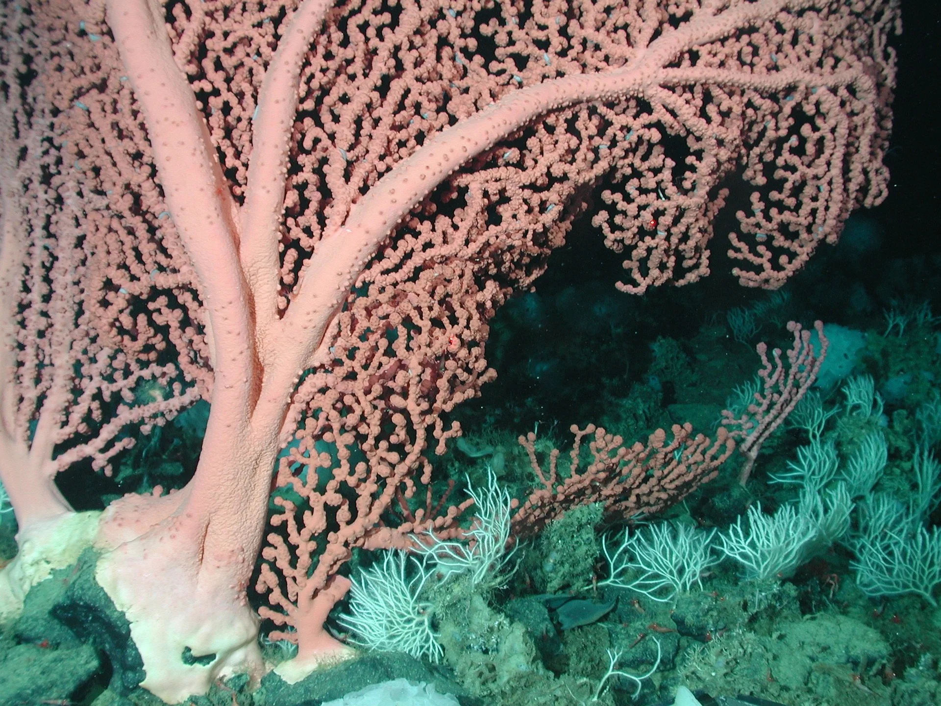 Bubblegum coral, a species of deep sea coral, found over 1,000m deep.