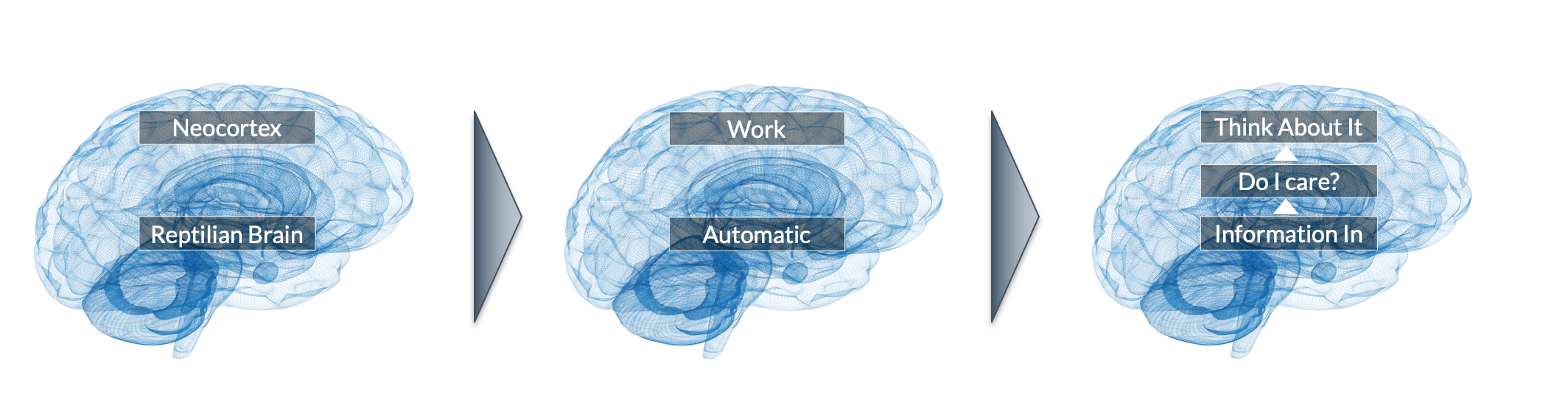 Effective Marketing Appeals to the Reptilian Brain - Here's How 3 image asset
