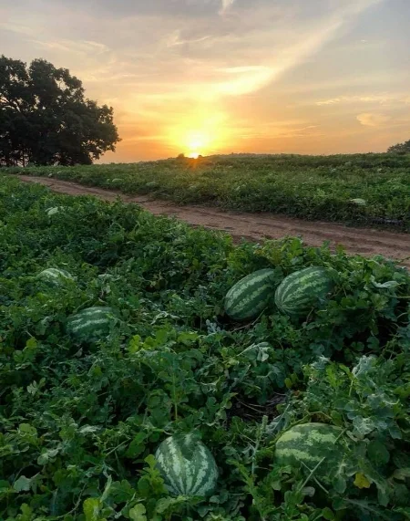 Johnson Brothers' Watermelon Patch, 2018 (Photo by Chad Graves)