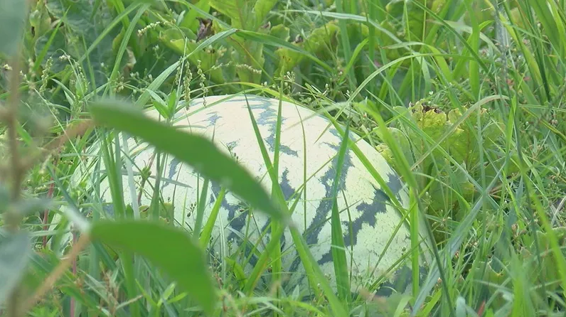 Watermelon Festival committee creates scholarship for young farmers