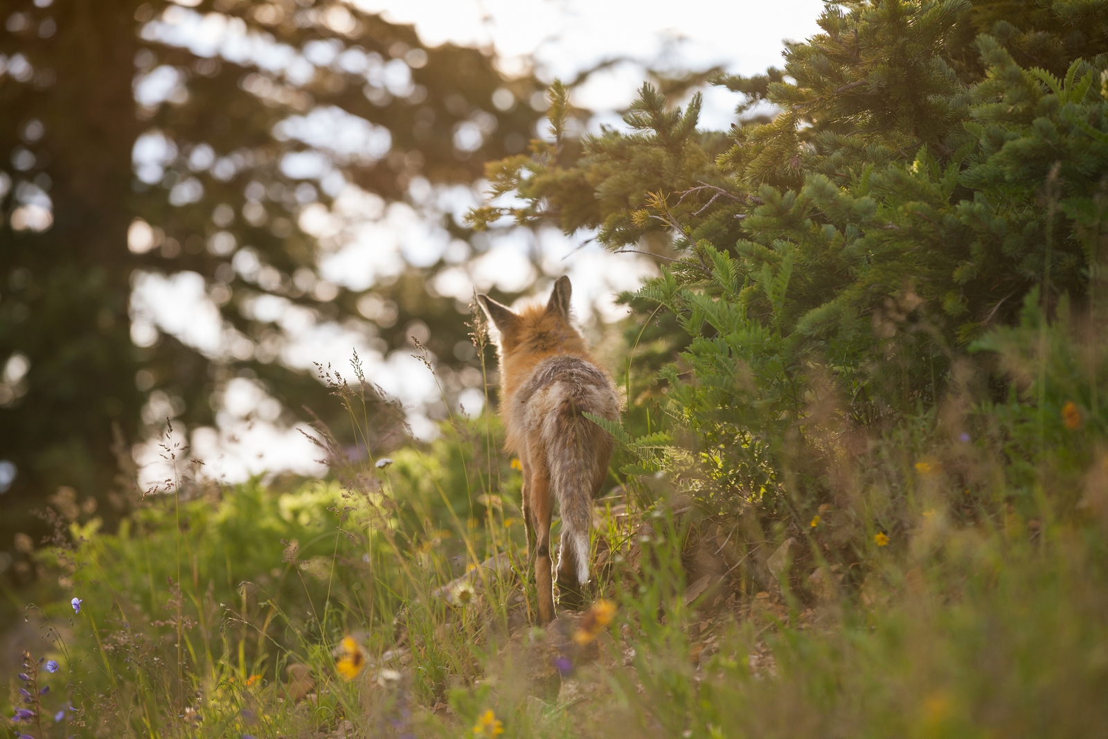Mountain Wildlife Fox - Emily Sierra Photography