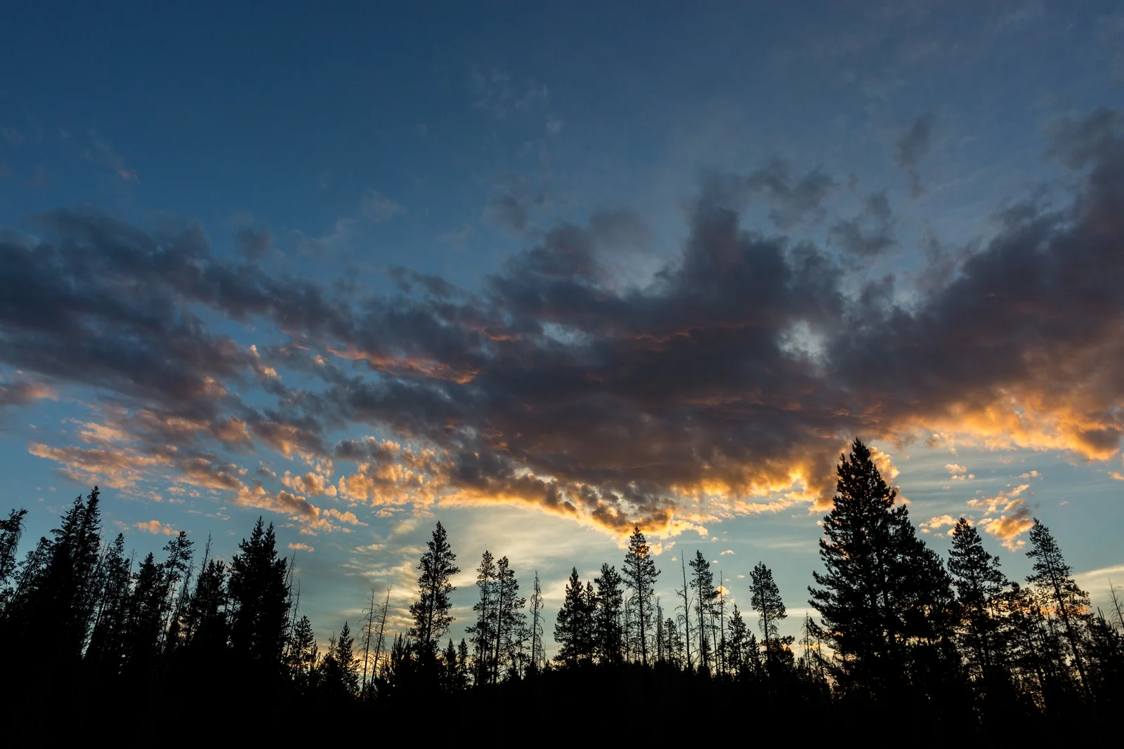 Stanley Idaho Trees Sunrise Outdoor Lifestyle - Emily Sierra Photography