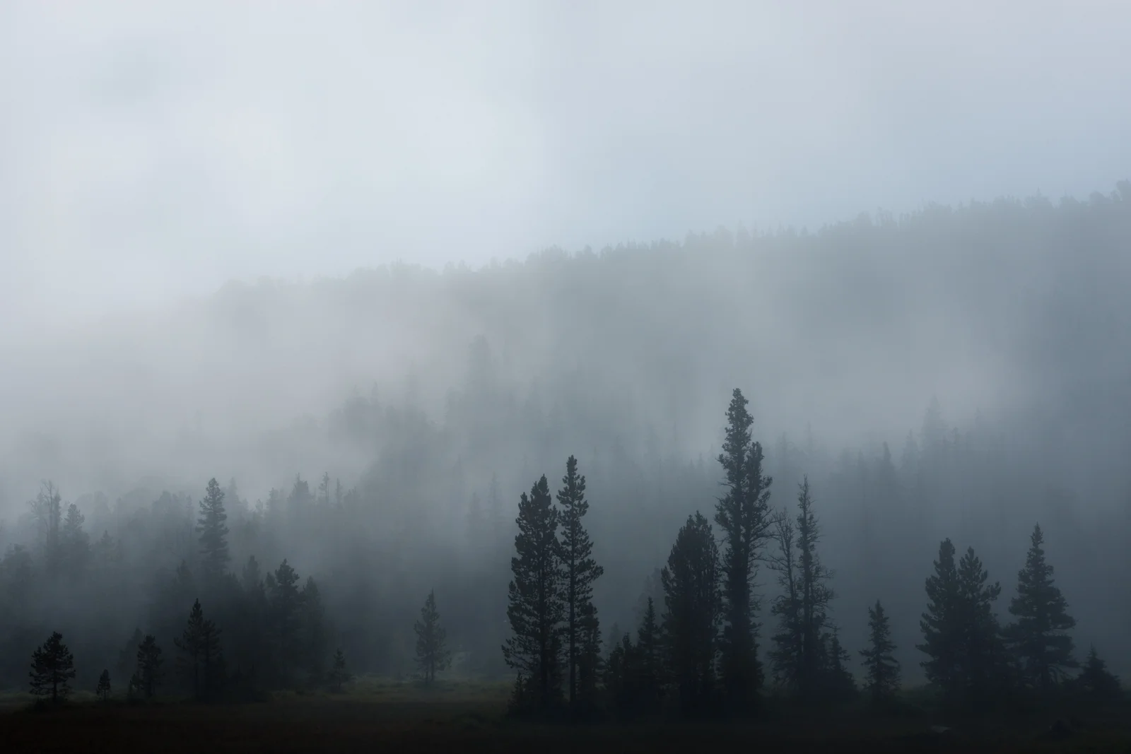 Wind River Range Wyoming Trees Fog Backcountry Outdoor Lifestyle - Emily Sierra Photography