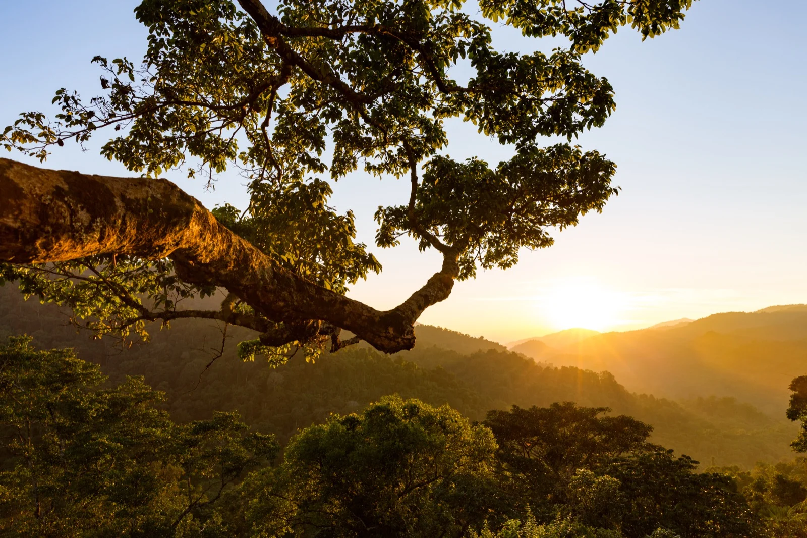 Travel Photographer Laos Gibbon Experience Sleep Treehouse Sunset Jungle