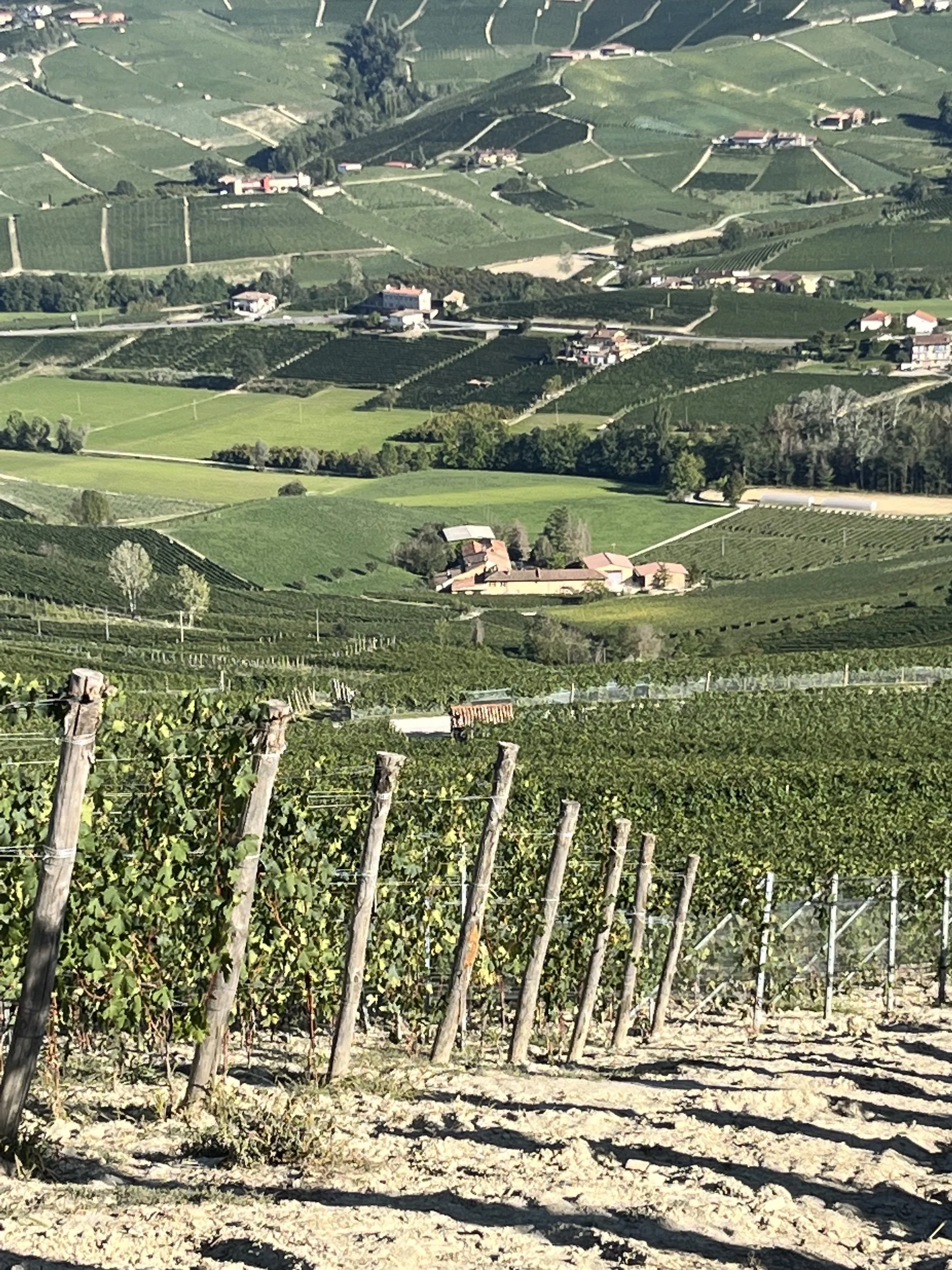 Wines of Piemnote, Italy