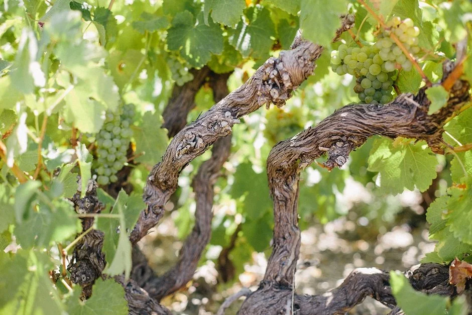 Happy Hour with Winemaker, John Seccombe, Western Cape, South Africa THORNE &amp; DAUGHTERS WINERY