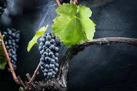 GAMAY, the grape. Wine Class.