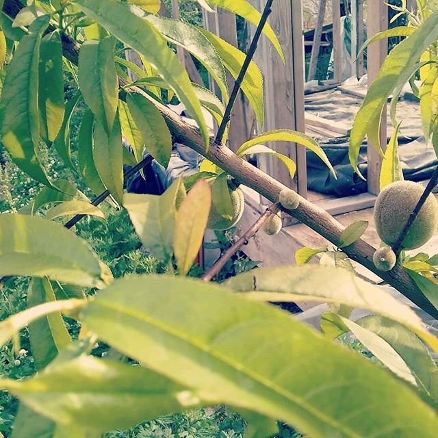 Spring is here! &hearts;️&hearts;️&hearts;️&hearts;️🌿🌿🌿🌿🌻🌻🌻🌻