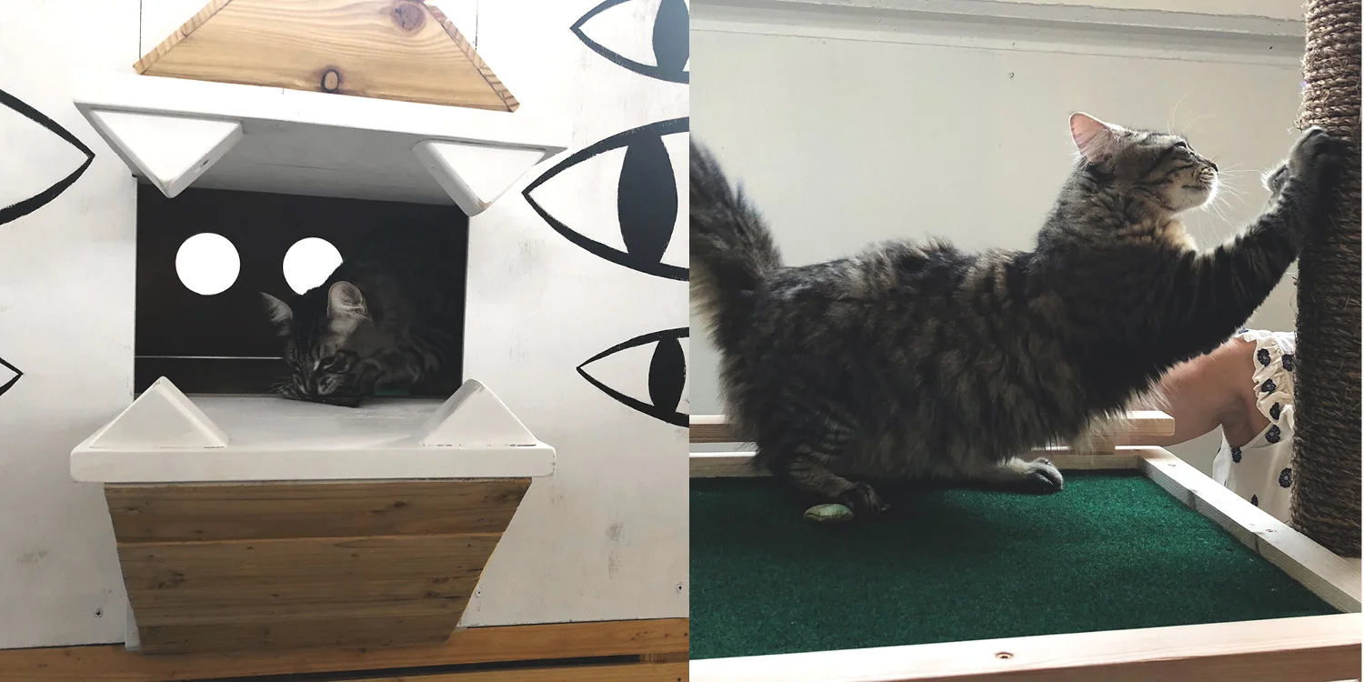 eugenegood_cathouse3.jpg