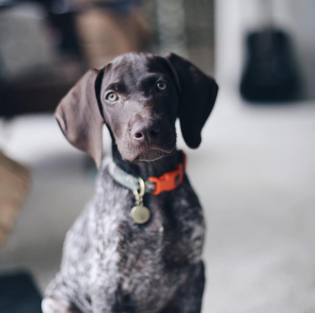 Chief of Mischief, Apollo