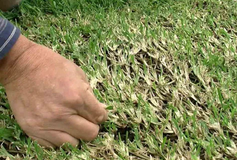 grass lawn couch toes between