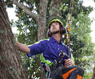 A healthy tree adds beauty and value to any property