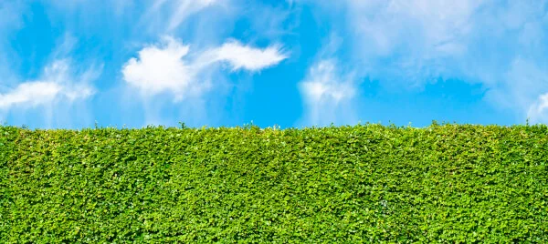 header-hedge.jpg
