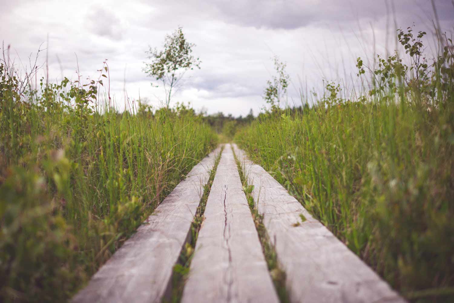 career-path-grass.jpg