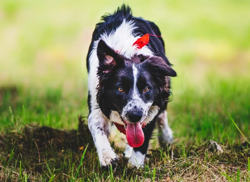 How to stop your dog destroying the garden