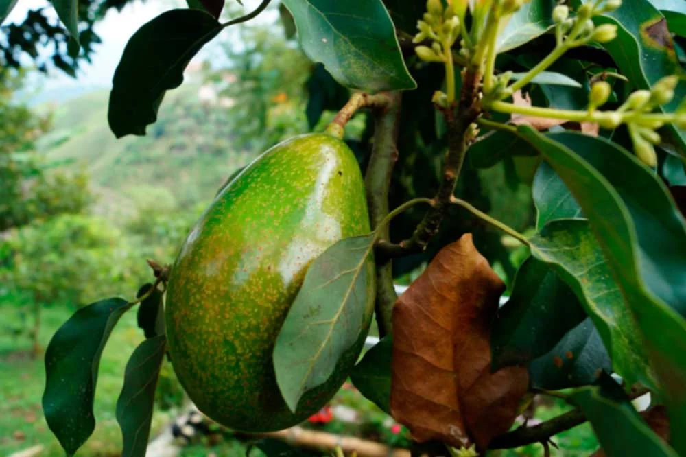 Save mega bucks & grow your own avocados
