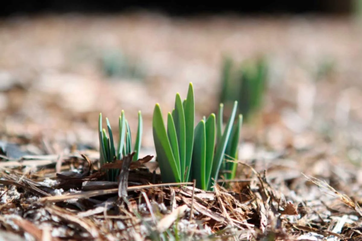 Small garden plants sitting under bark mulch