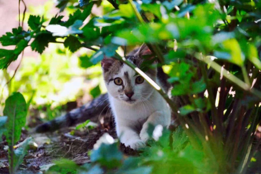 Keeping Cats Out Of Your Garden