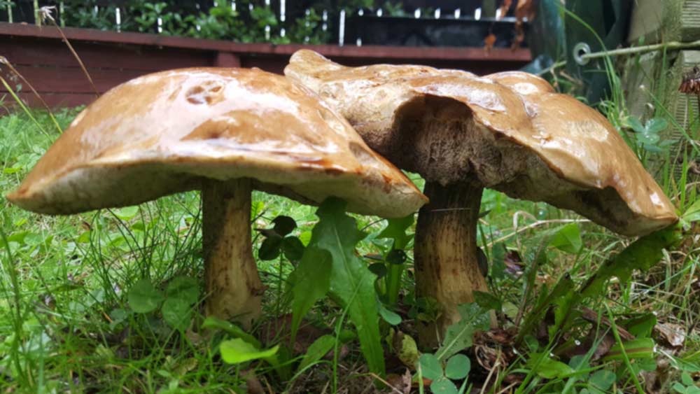 The Not So Marvellous Mushroom, Are Mushrooms Good For Your Garden