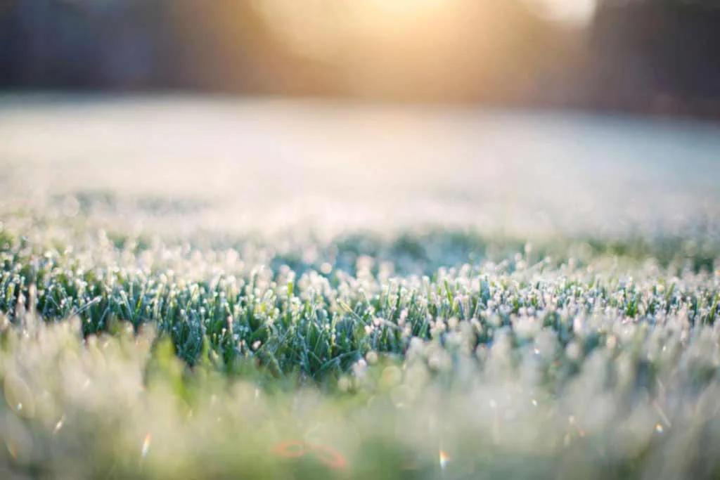 How to Prevent Lawn Frostbite