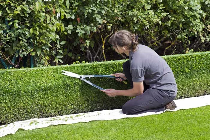 Lady trimming the hedges