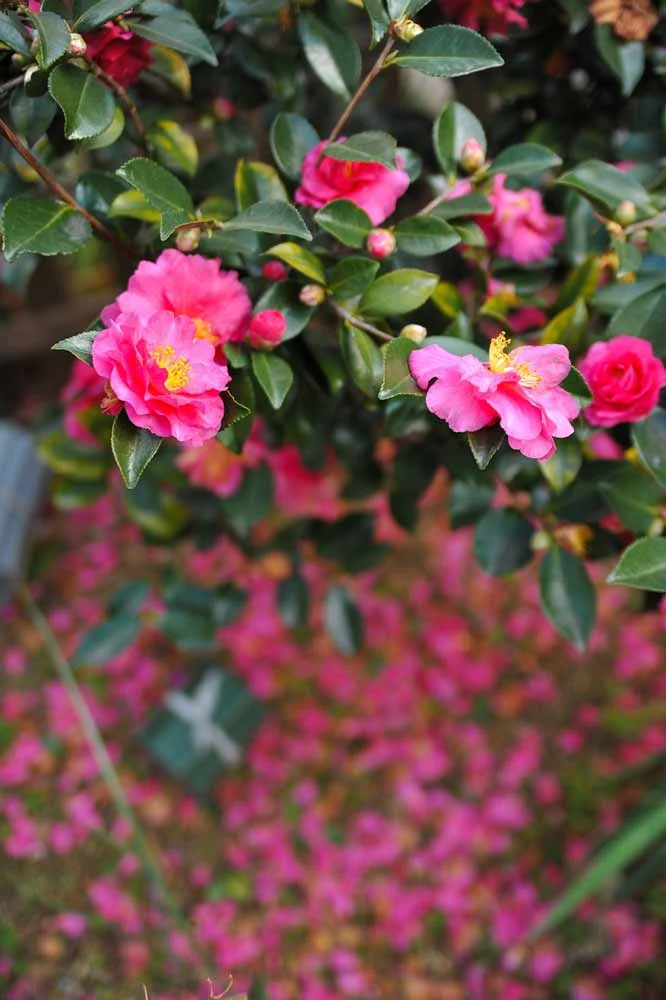 Pink flower bush