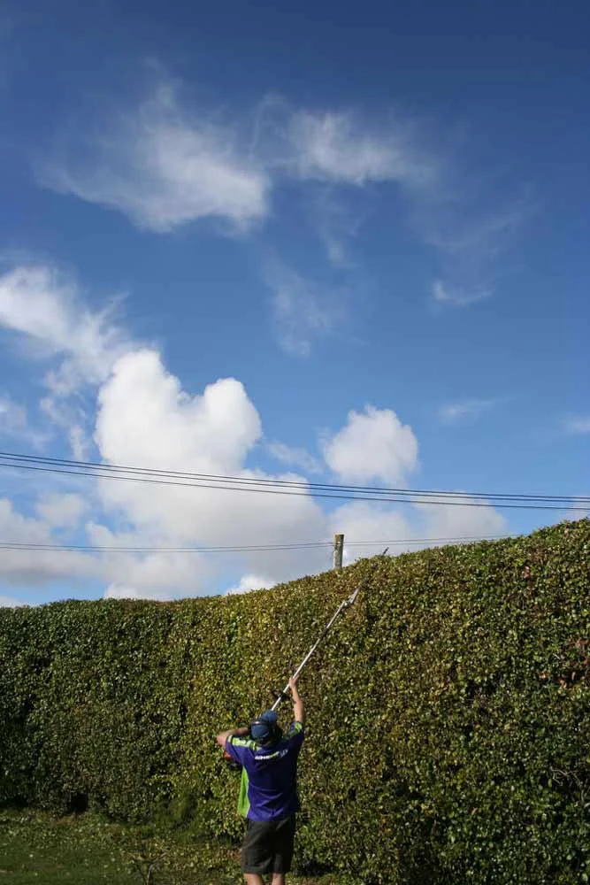 There's More To Hedges Than Trimming