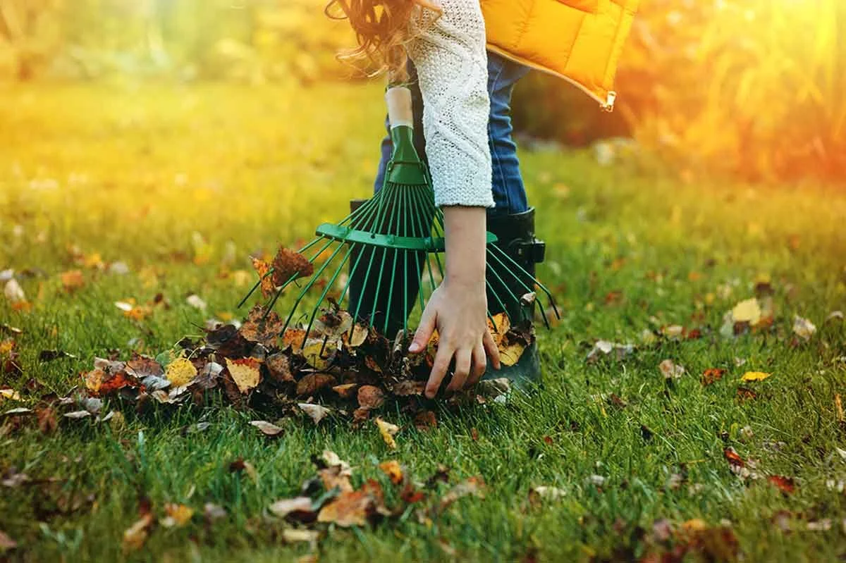 Dead leaves smothering your lawn this Autumn?