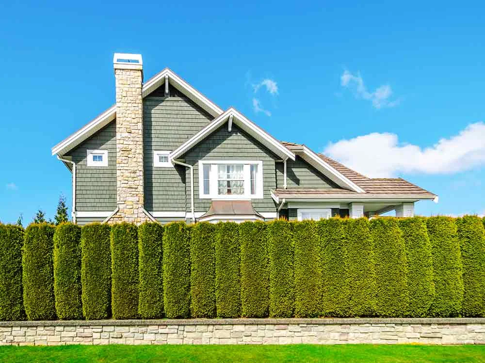 Hedge with a multi-story house in the background