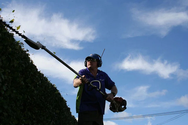 Crewcut operator trimming hedge with long trimmer