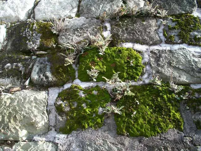 Liverwort with moss