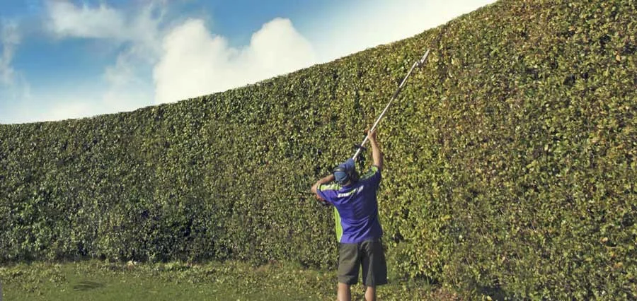 hedge-trimming.jpg
