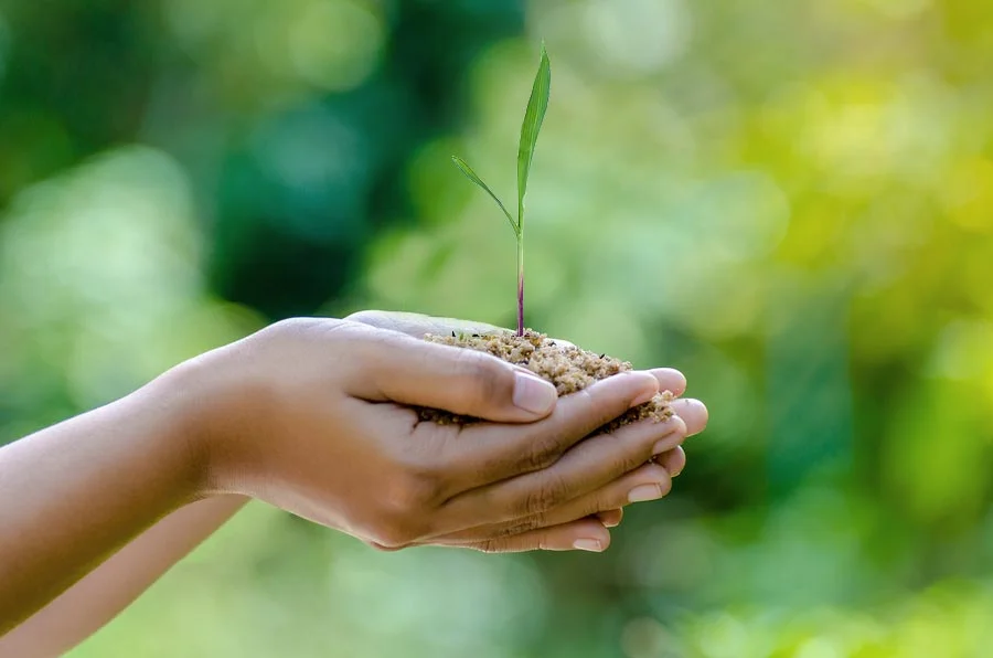 Two hands holding grass seedling in front of blurred background