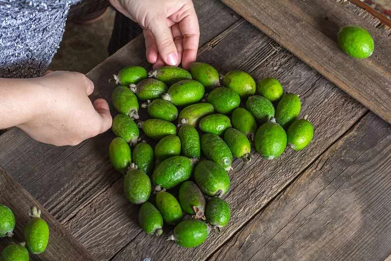 Feijoas in the formation of a heart