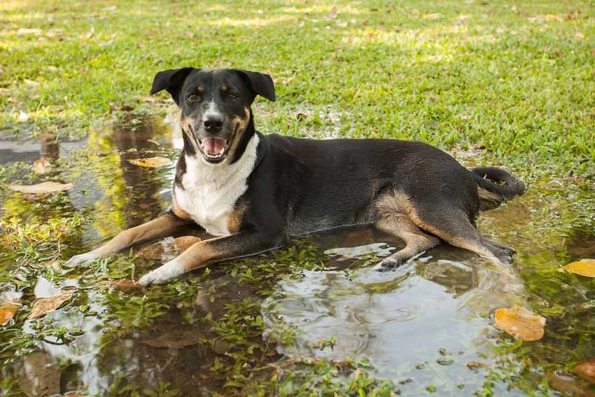 Happy dog sitting on a flooded lawn