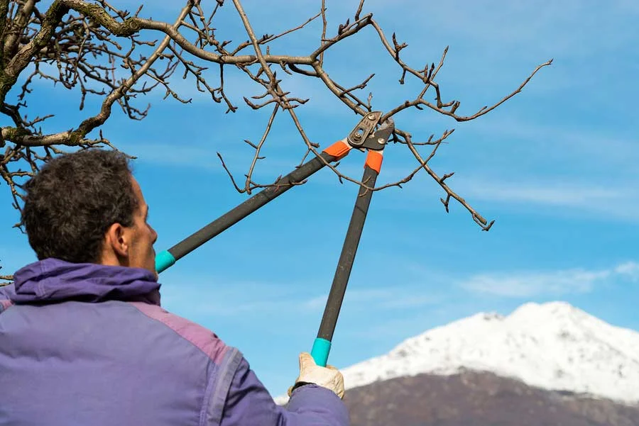 The Guide to Tree & Shrub Pruning In Winter