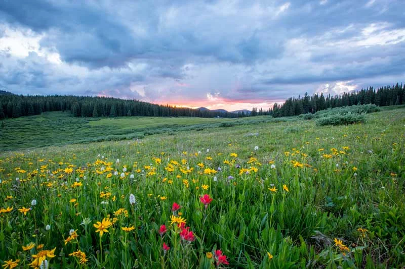 Lush field of long grass and flowers