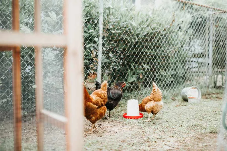 Backyard chickens getting water