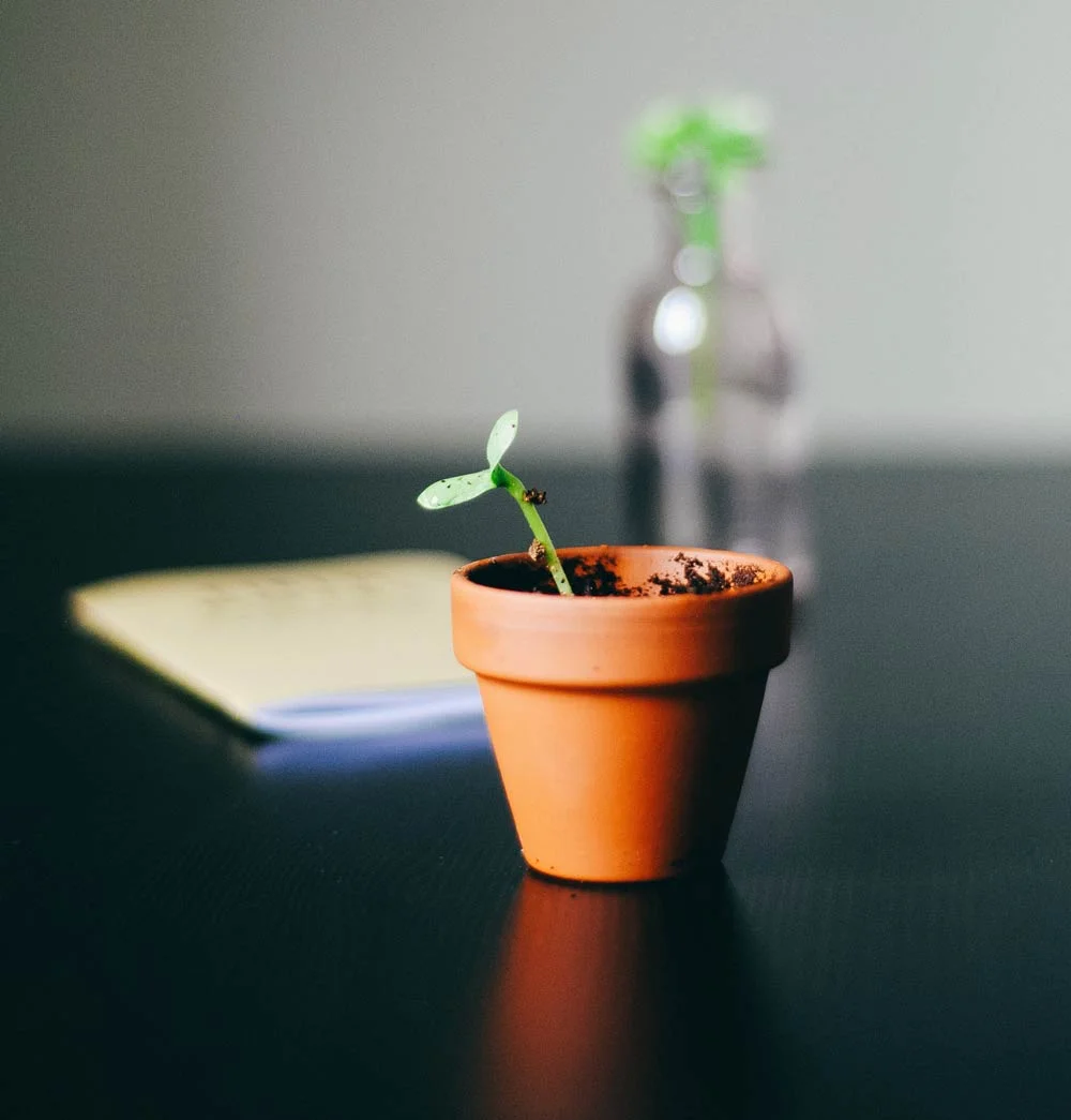 Small pot plant