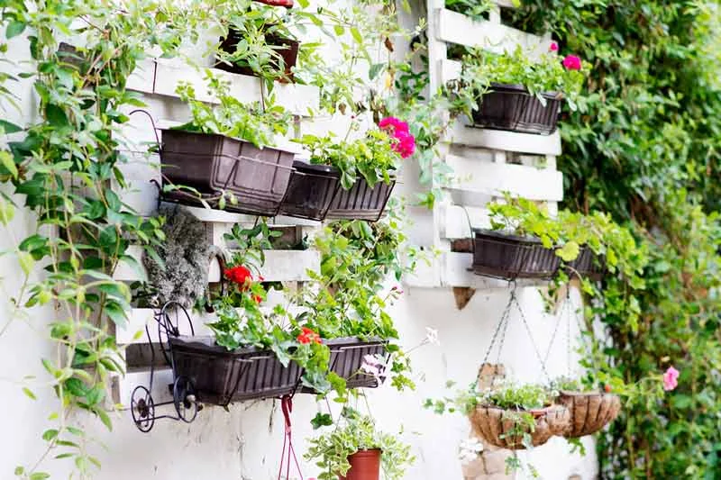 Pot plants hanging on garden wall