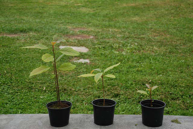 Avocado saplings 