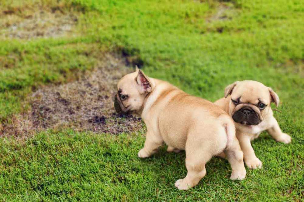 How to Fix Lawn Bald Spots