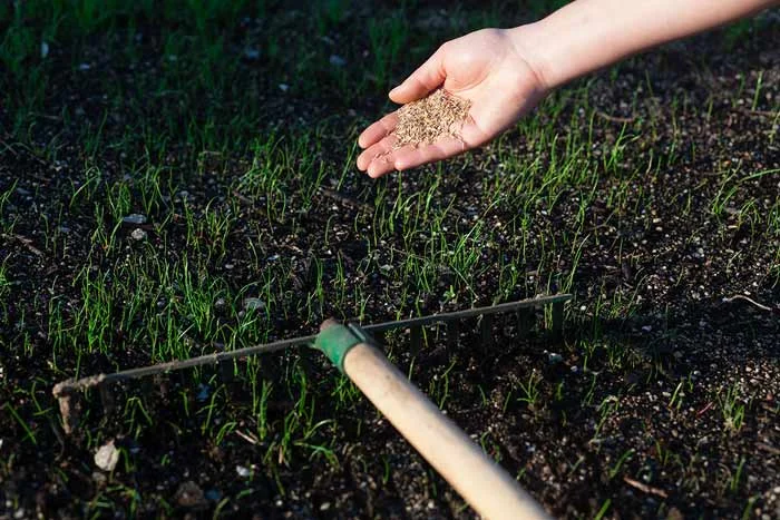 Planting grass seeds