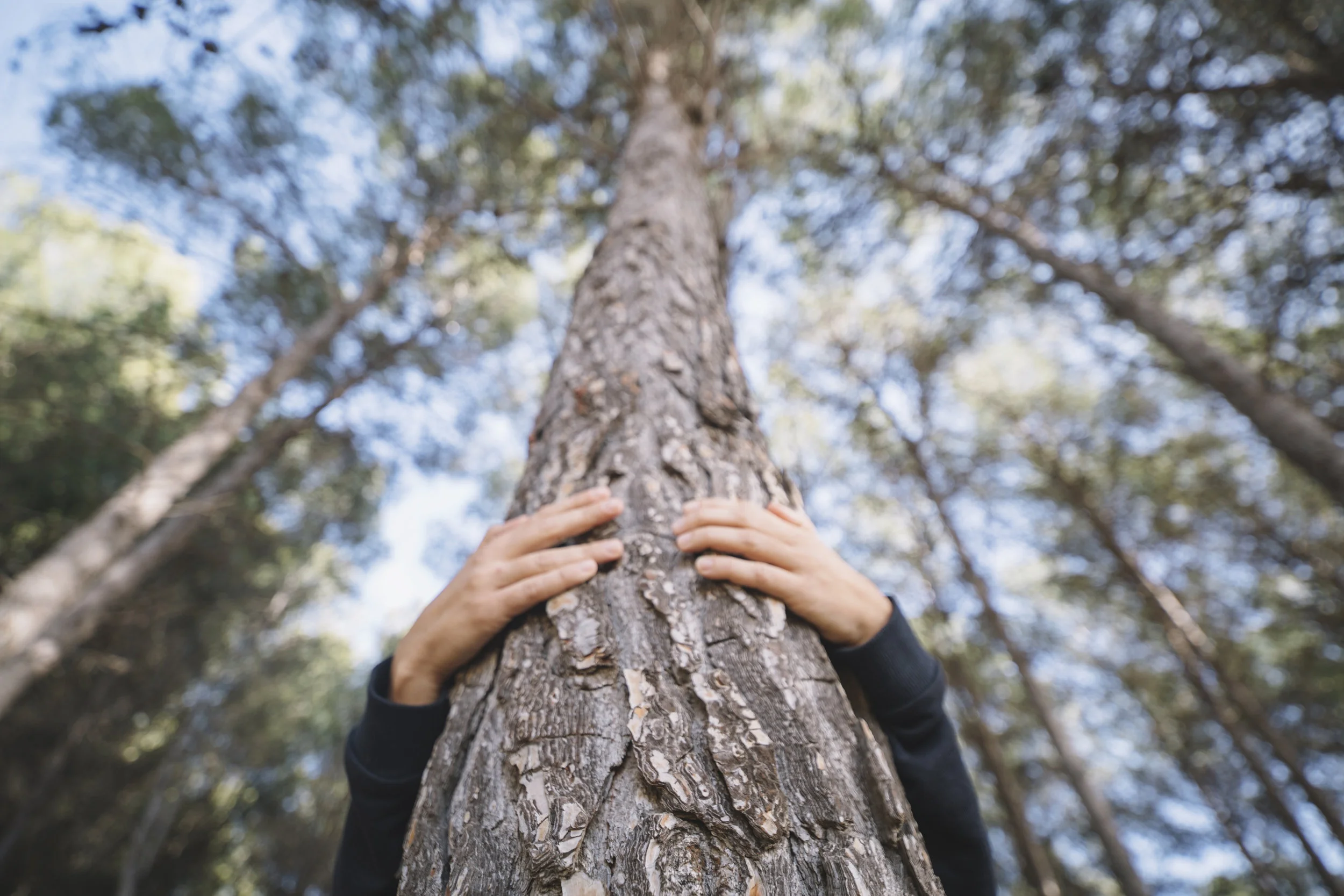 Planting trees for climate change