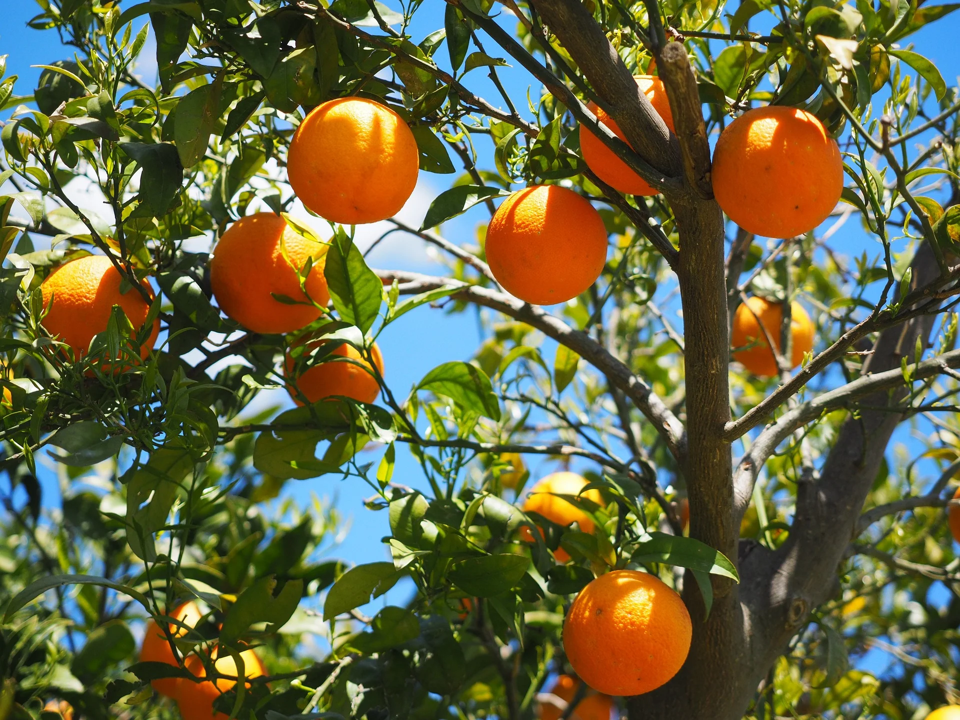 How to prune fruit trees