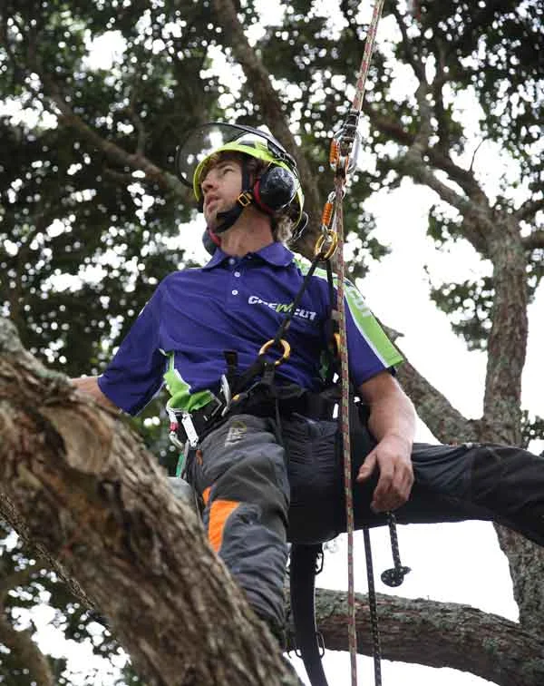 tree-safety.jpg