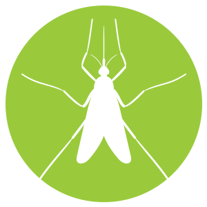 mosquito.png
